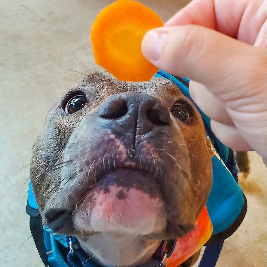 Pepper VI (New Digs) - Photo 4