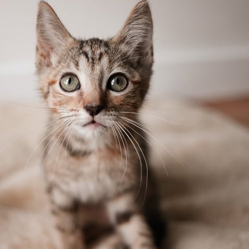 ANNA - Domestic Short Hair available for adoption