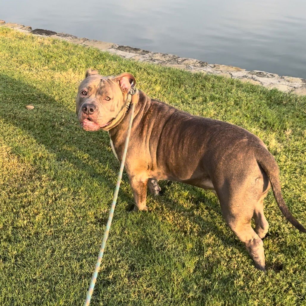 HOSS (NEW DIGS) - American Staffordshire Terrier available for adoption