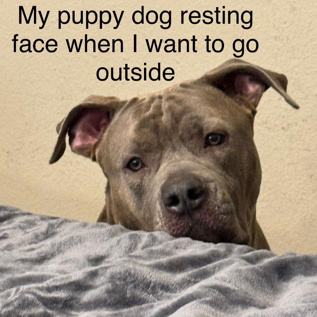 HOSS (NEW DIGS) - American Staffordshire Terrier available for adoption