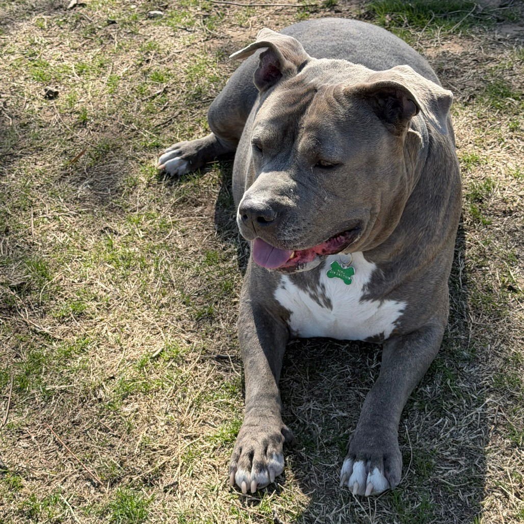 Hoss (New Digs) - Photo 3