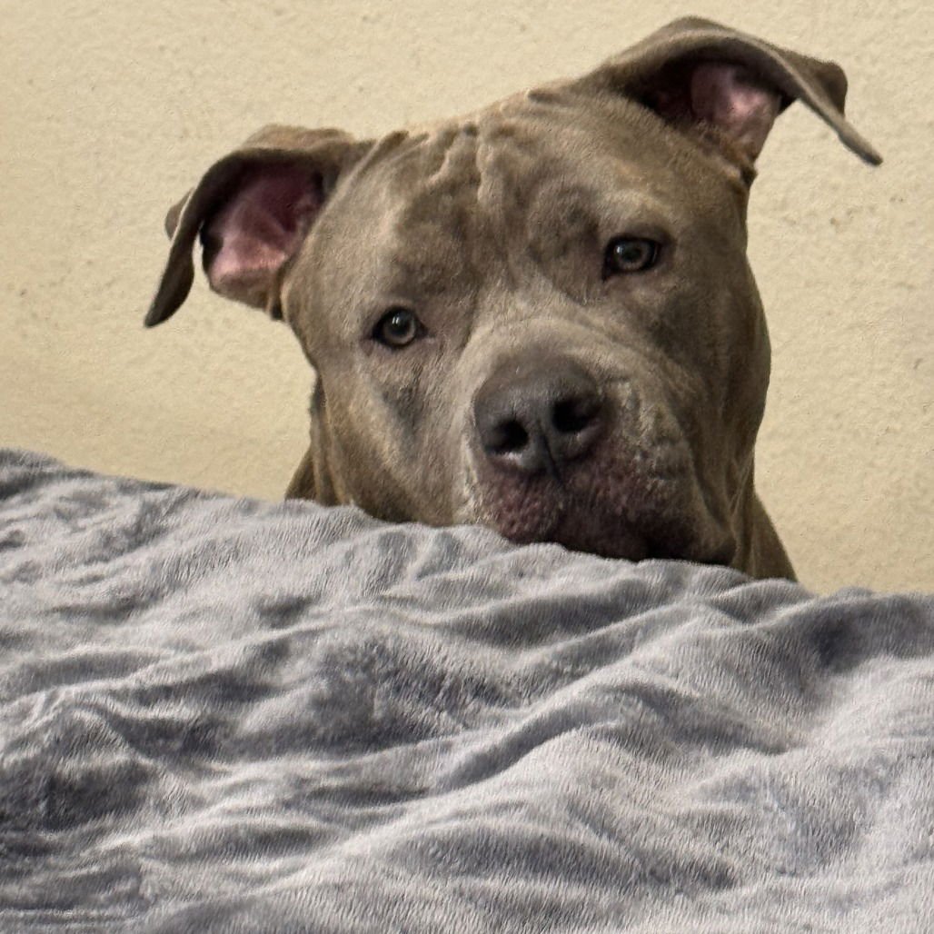 Hoss (New Digs) - Photo 4