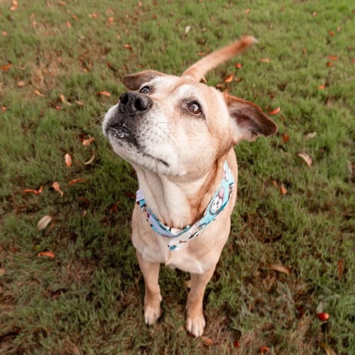 COTTON - Pit Bull Terrier for adoption in Richardson