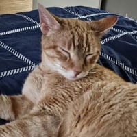 Cuddlebug - Photo 4