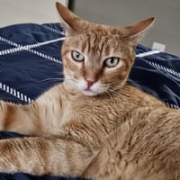 Cuddlebug - Photo 3