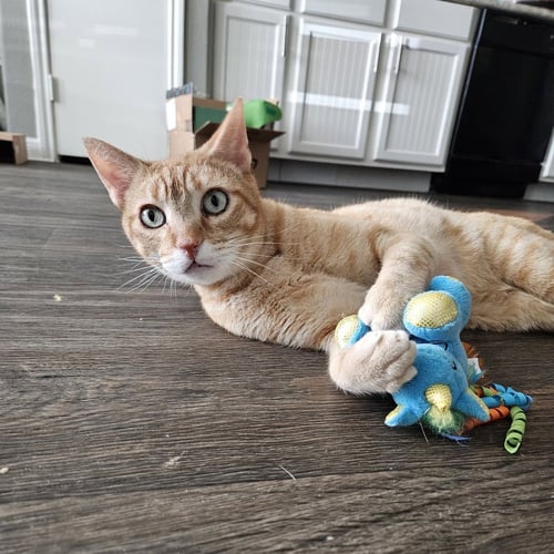 CUDDLEBUG - Domestic Short Hair for adoption in Lewisville