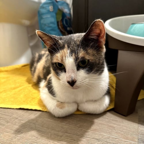 PARVATI - Domestic Short Hair for adoption in Carrollton