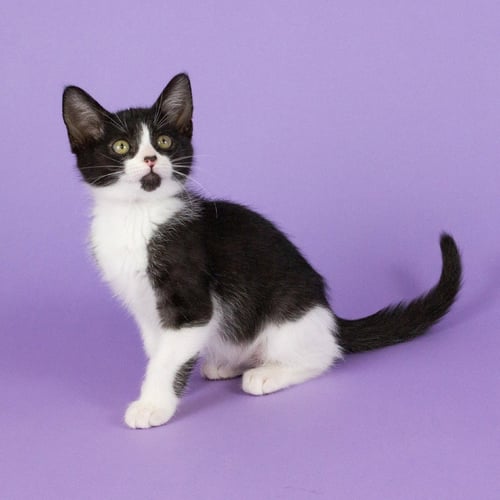 JOLLY ROGER - Domestic Short Hair available for adoption