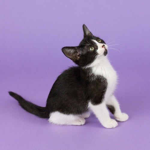 JOLLY ROGER - Domestic Short Hair available for adoption