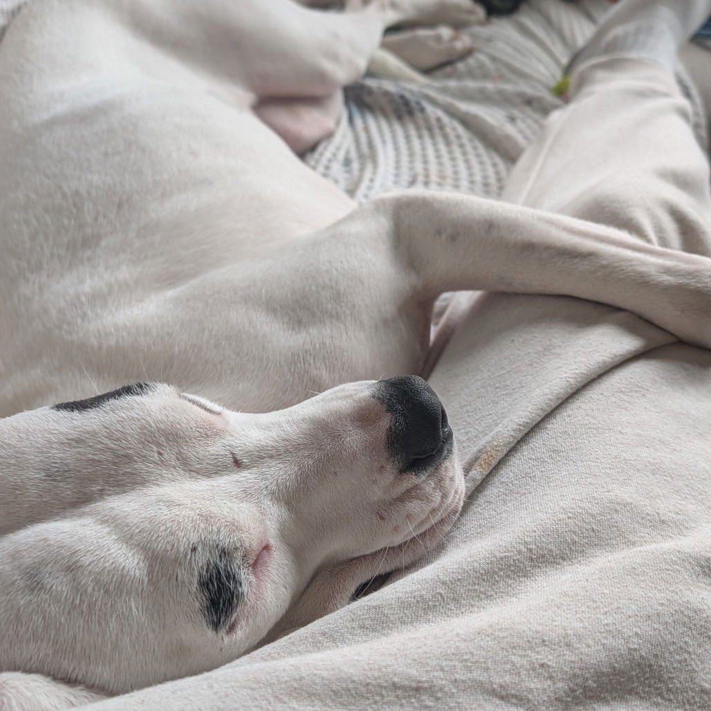 JUANA (NEW DIGS) - Pit Bull Terrier available for adoption