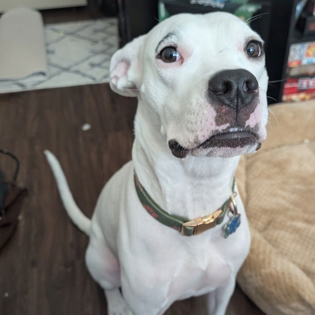 Juana (New Digs) - Photo 4