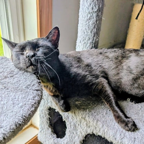 EEVEE - Domestic Short Hair for adoption in Denton