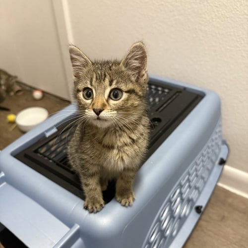 FINN - Domestic Short Hair available for adoption