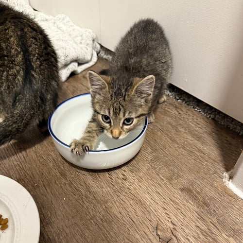FINN - Domestic Short Hair available for adoption