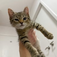 Finn - Photo 4