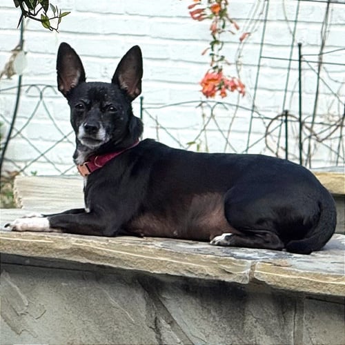 OREO - Chihuahua available for adoption