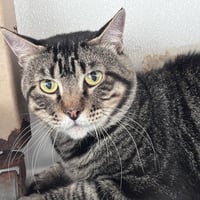 Bob - Photo 1