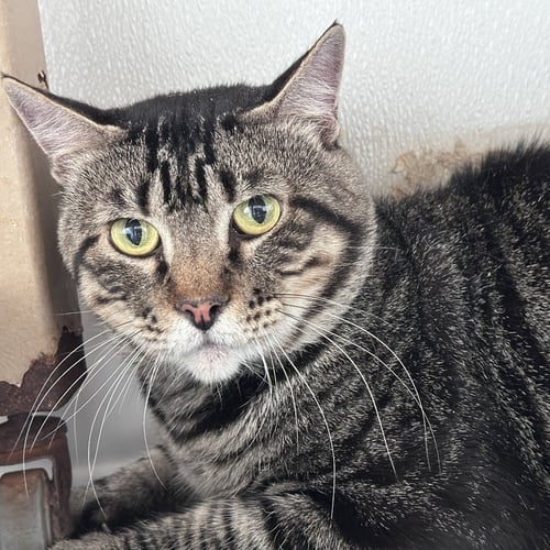 BOB - Domestic Short Hair available for adoption
