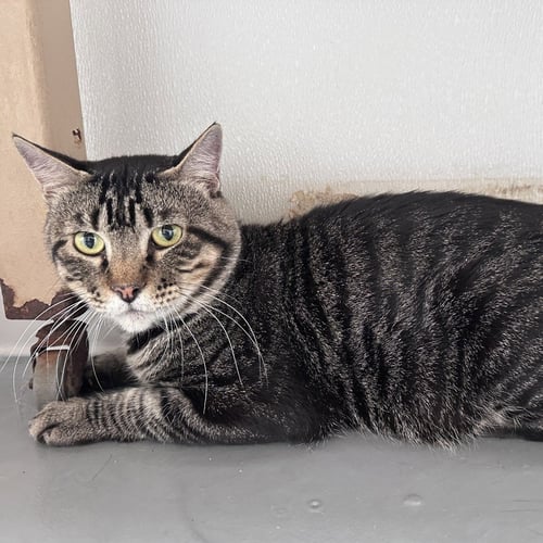 BOB - Domestic Short Hair available for adoption