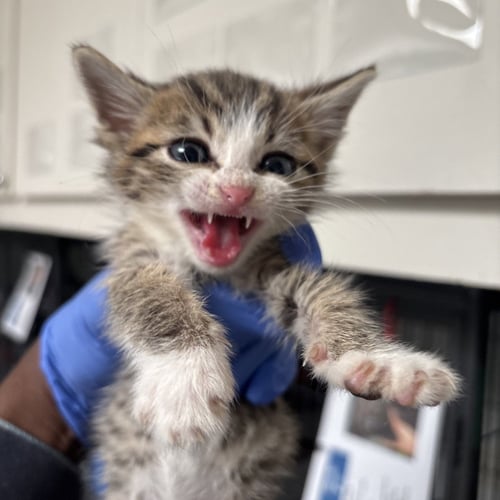 EASTON - Domestic Short Hair available for adoption