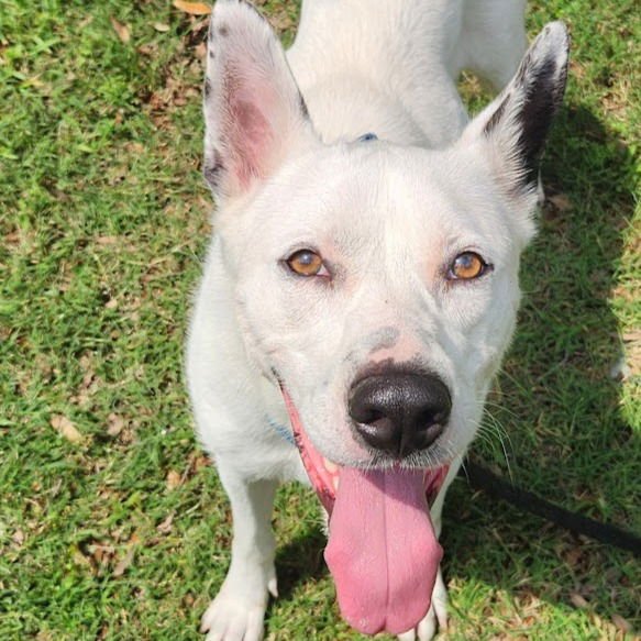 IZZY III (NEW DIGS) - German Shepherd Dog available for adoption