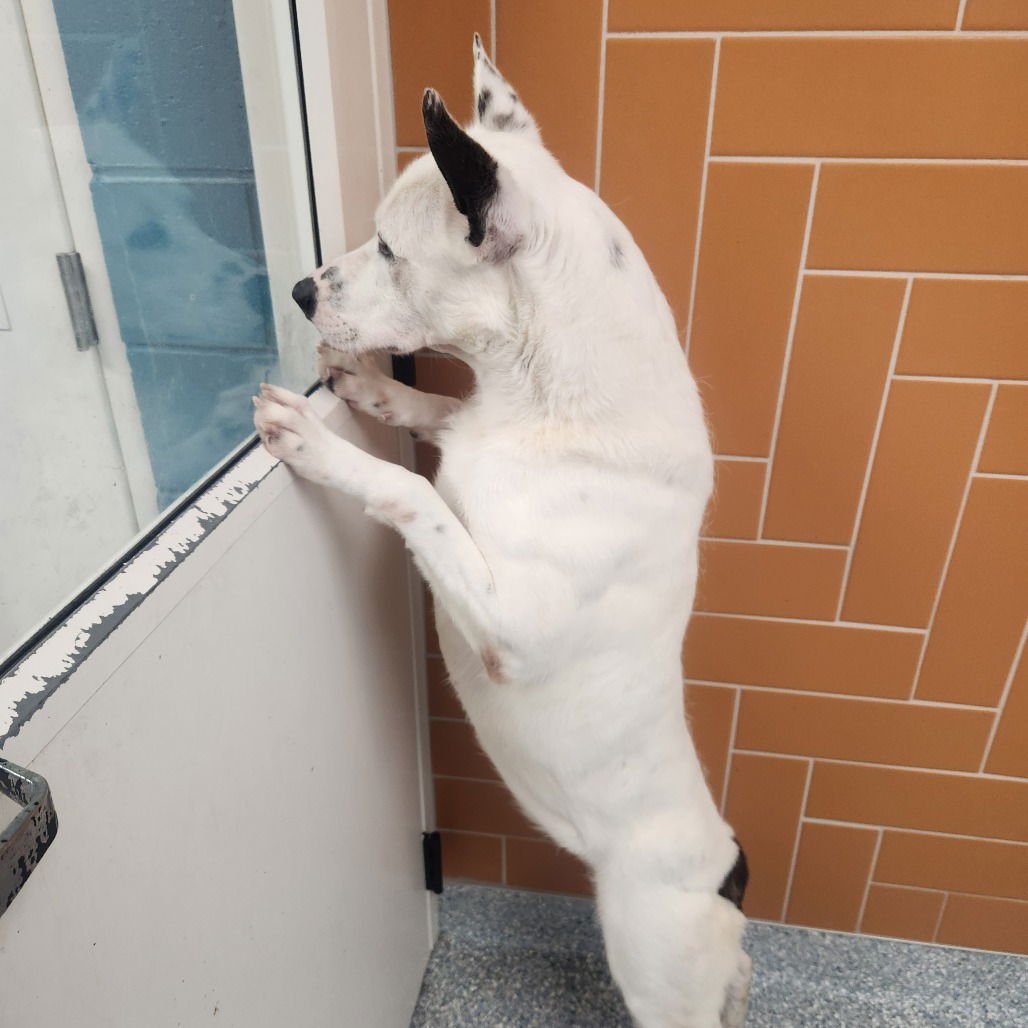 IZZY III (NEW DIGS) - German Shepherd Dog available for adoption