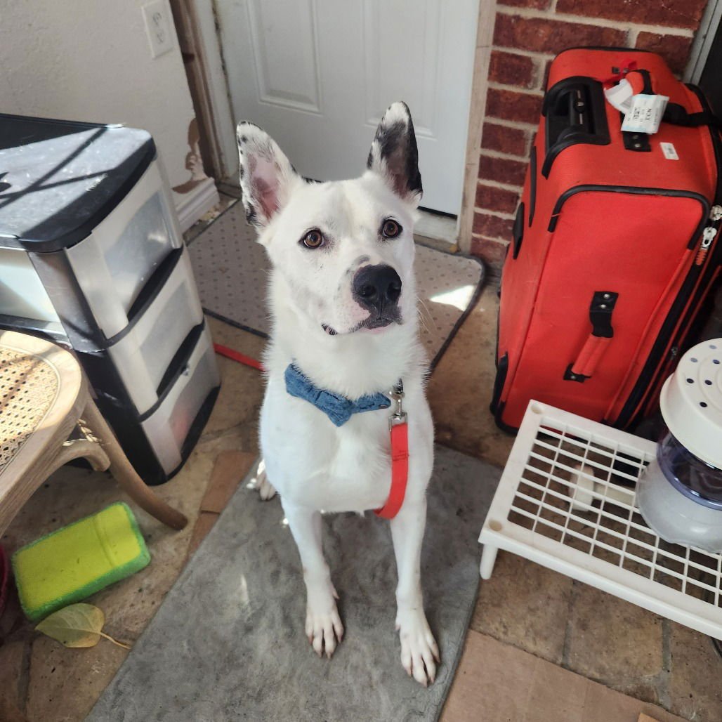 Izzy III (New Digs) - Photo 3