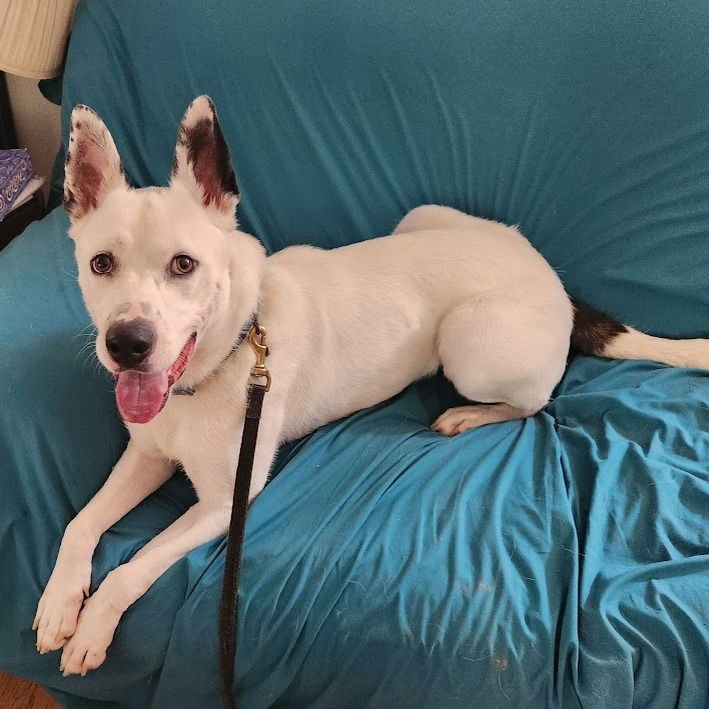 Izzy III (New Digs) - Photo 4