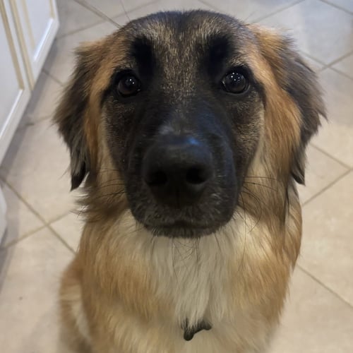 NALA XVIII (NEW DIGS) - Belgian Shepherd Malinois available for adoption