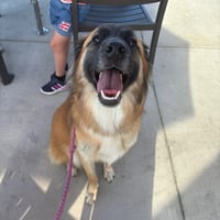 Nala XVIII (New Digs) - Photo 4