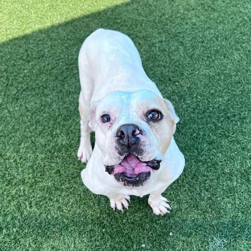 MIAH - American Bulldog available for adoption