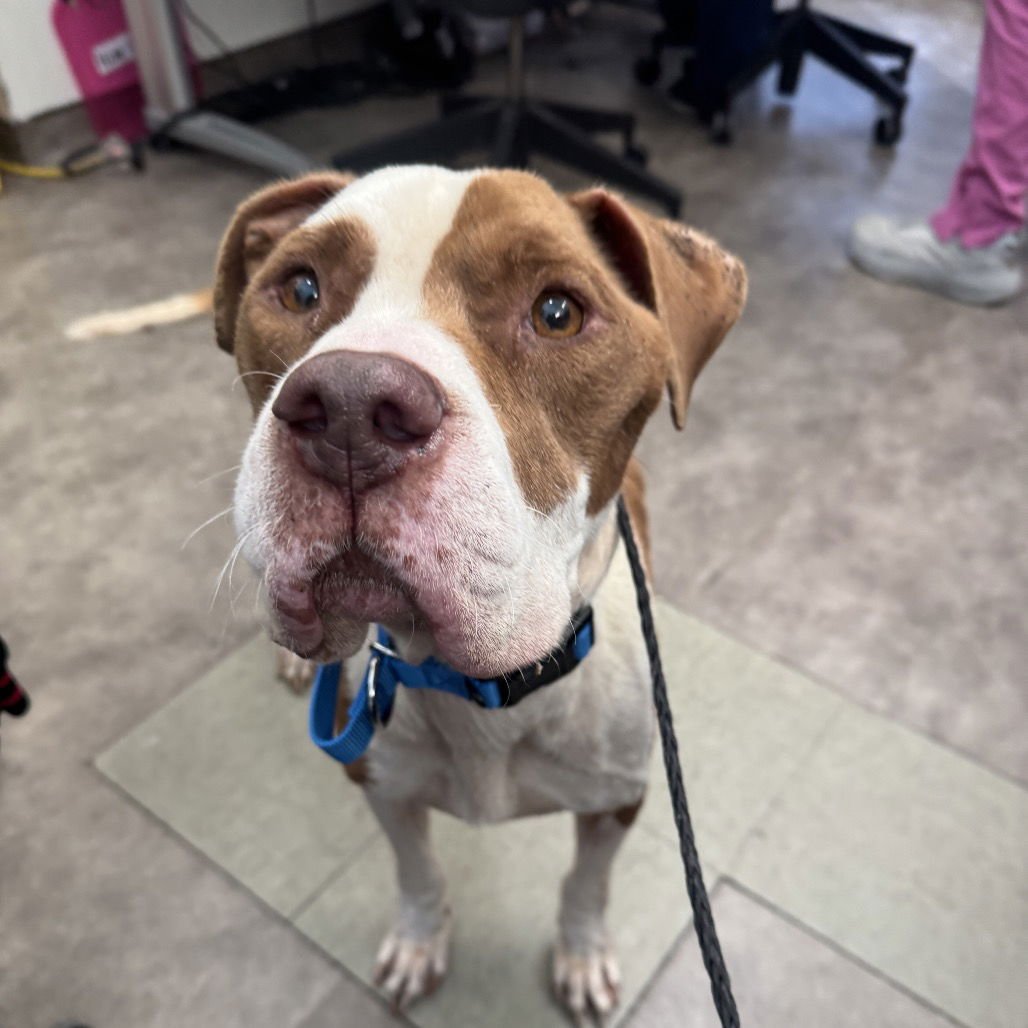 HARRY - Terrier available for adoption