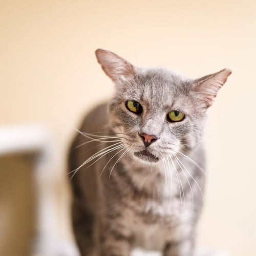 BENJI - Domestic Short Hair available for adoption