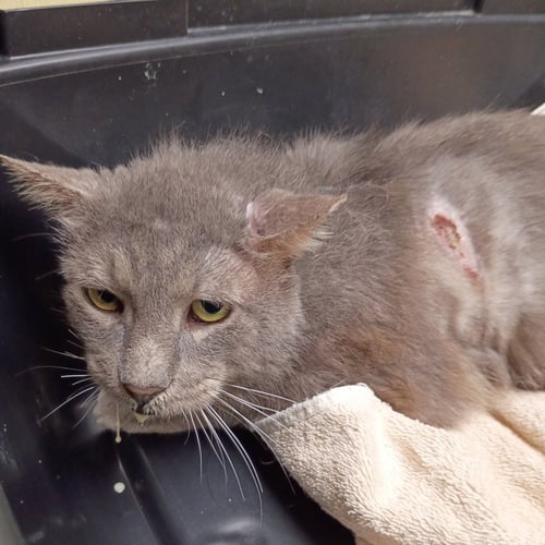 BENJI - Domestic Short Hair available for adoption
