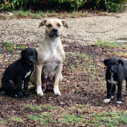MILLIE - Terrier available for adoption