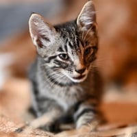 Pepper Jack - Photo 2