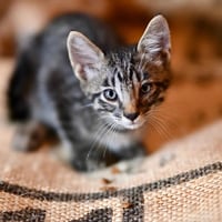 Pepper Jack - Photo 4