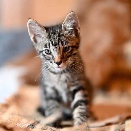 PEPPER JACK - Domestic Short Hair for adoption in Carrollton