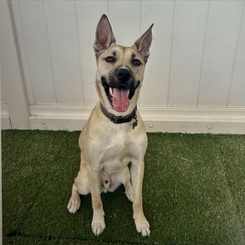 KYLO III (NEW DIGS) - Shepherd available for adoption