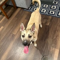 Kylo III (New Digs) - Photo 2
