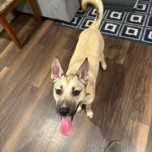 KYLO III (NEW DIGS) - Shepherd available for adoption