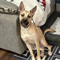 Kylo III (New Digs) - Photo 3