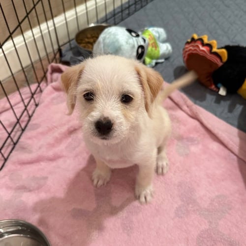 SNOW - Terrier available for adoption