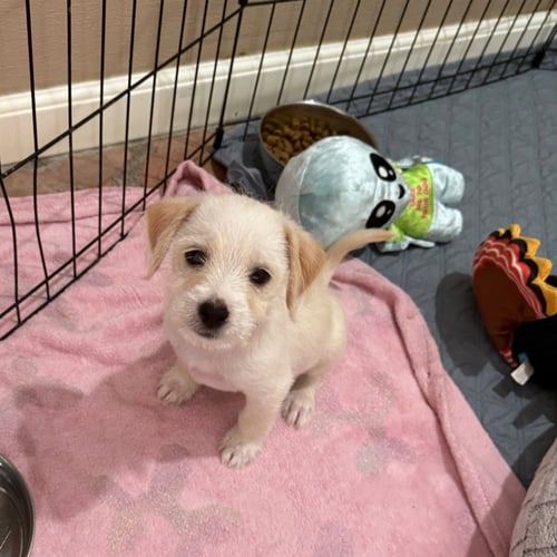 SNOW - Terrier available for adoption