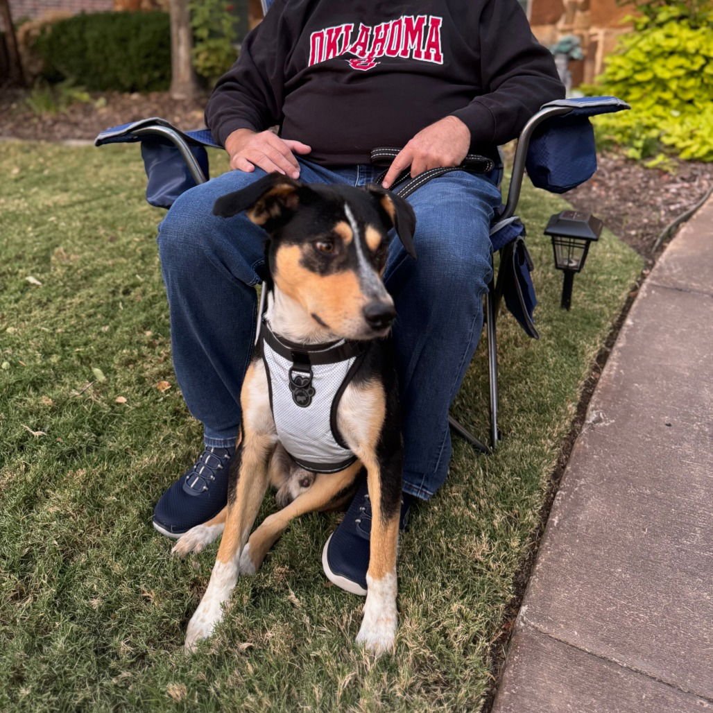 SCOOTER II (NEW DIGS) - Cattle Dog available for adoption