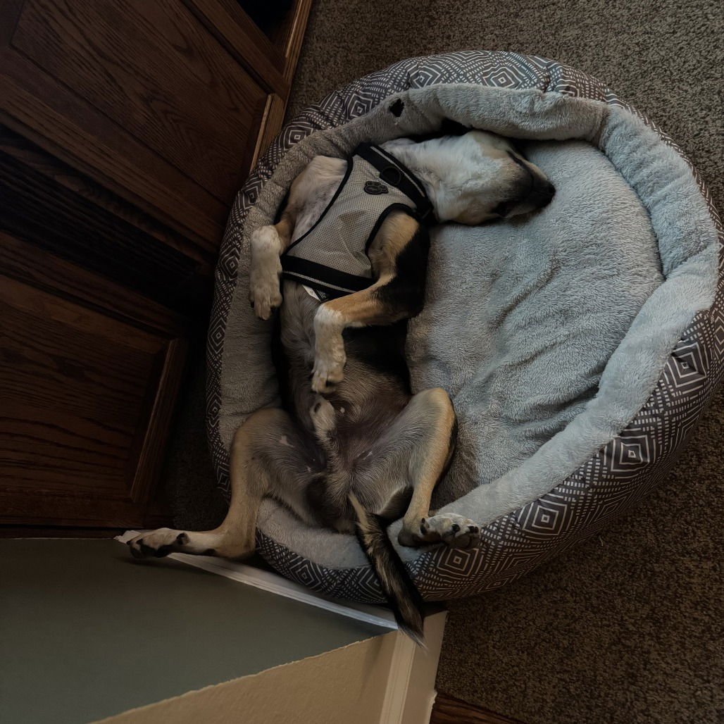 Scooter II (New Digs) - Photo 4