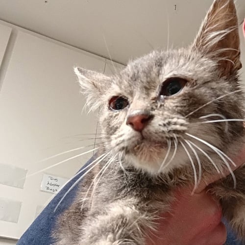 MOCHI - Domestic Short Hair available for adoption