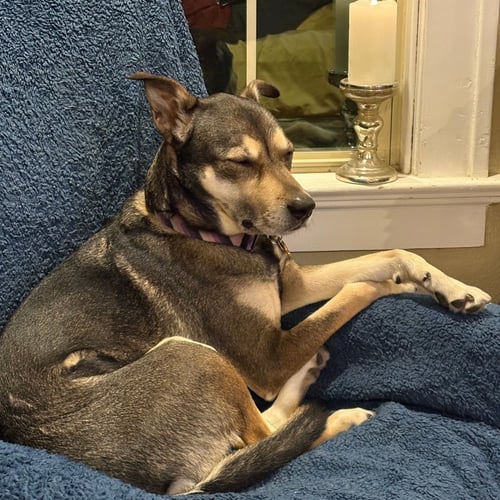 RAMONA QUIMBY (NEW DIGS) - Black Labrador Retriever available for adoption