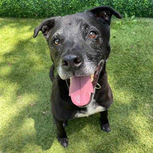 MELVIN - Black Labrador Retriever for adoption in Richardson