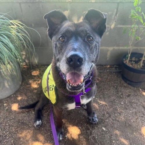 JANET - Black Labrador Retriever available for adoption